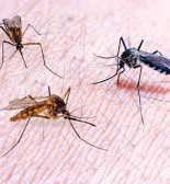 Dengue Pest Control