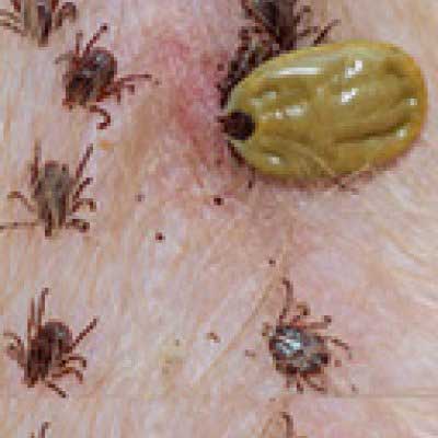 Ticks Pest Control
